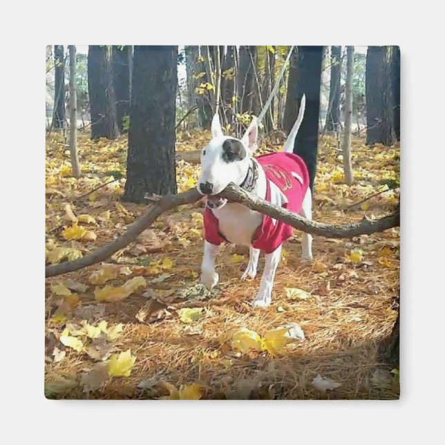 Imán Palo de Rex Autumn del día (Frente)