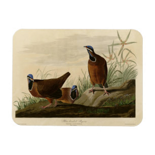 Imán Paloma de cabeza azul de los pájaros de América de