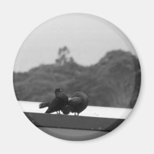 Imán Palomas que cortejan