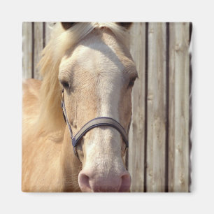 Imán Palomino Pony Square Magnet