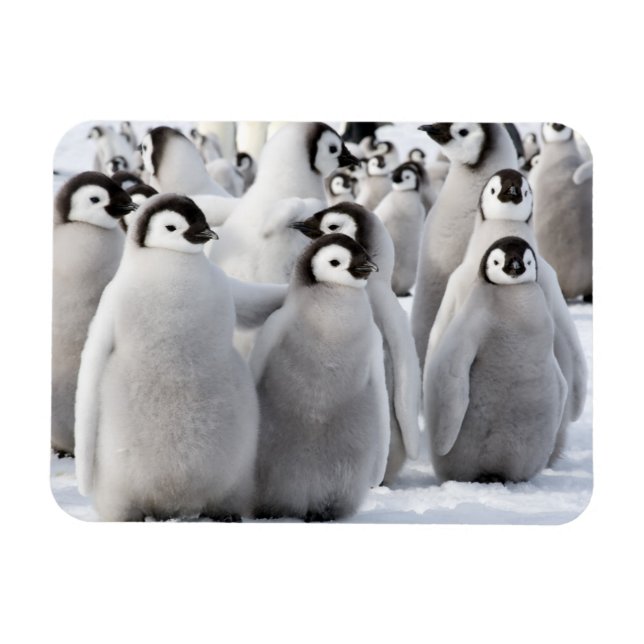 Imán Palos de pingüino (Horizontal)