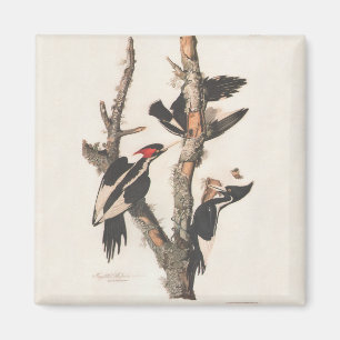 Imán Panceta leonera audubon