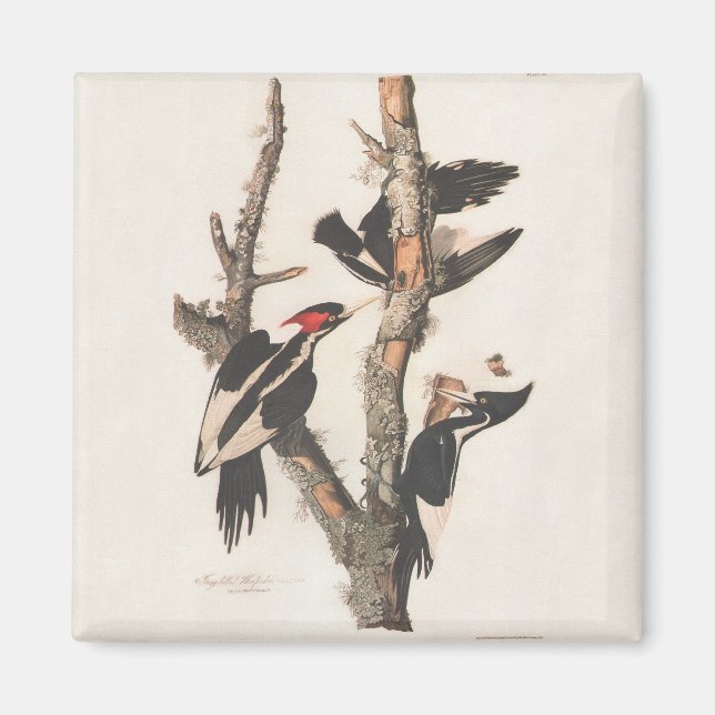Imán Panceta leonera audubon (Frente)