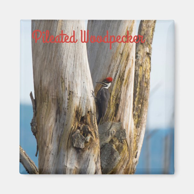 Imán Panceta perenne (Frente)