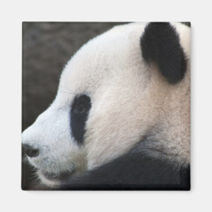 Imán Panda