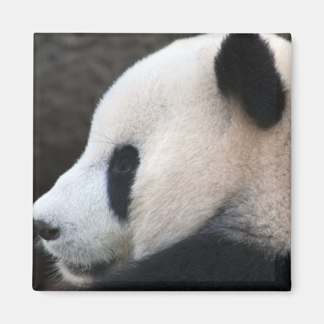 Imán Panda (Frente)