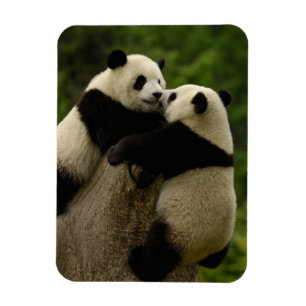 Imán Panda bebés gigante (Ailuropoda melanoleuca)