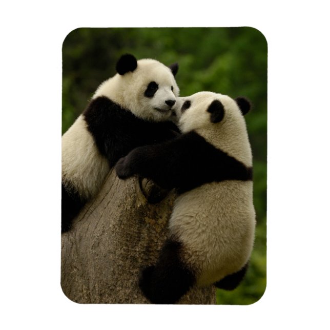 Imán Panda bebés gigante (Ailuropoda melanoleuca) (Vertical)