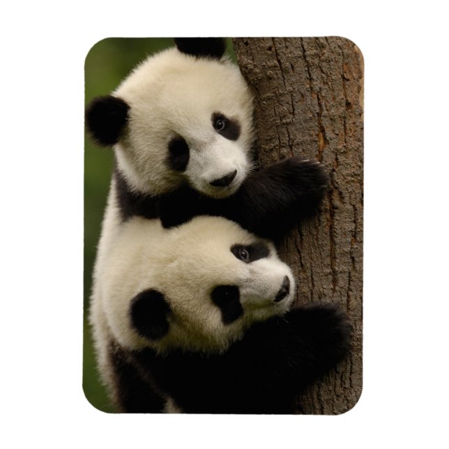 Imán Panda bebés gigantes (Ailuropoda melanoleuca) 2 (Vertical)