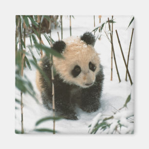 Imán Panda cub en la nieve, Wolong, Sichuan, China