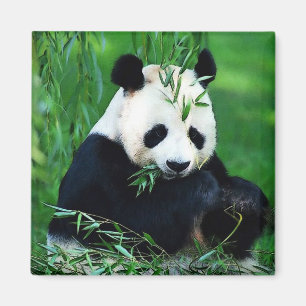 Imán Panda Eating Leaves