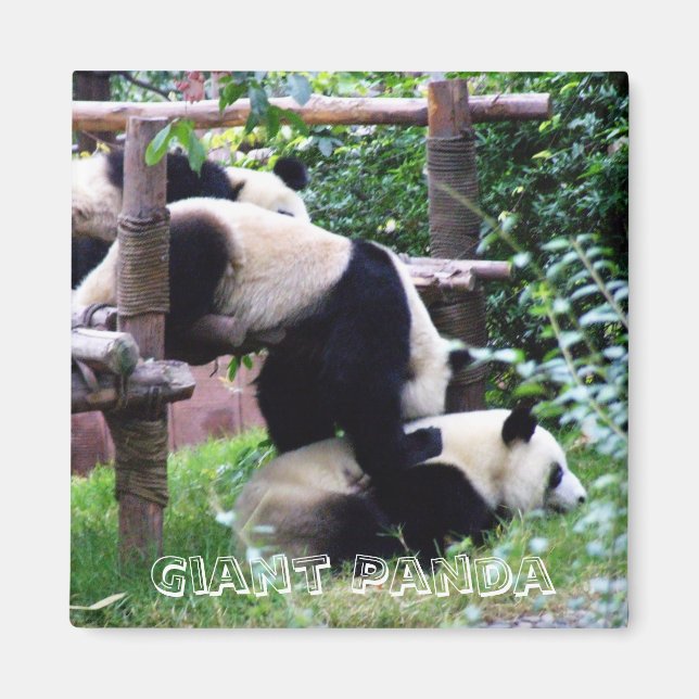 Imán Panda gigante, China (imán frigorífico) (Frente)