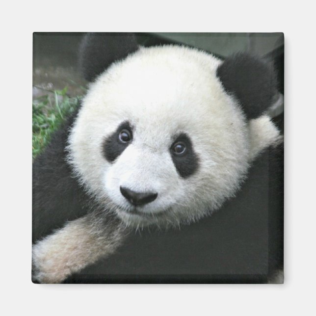 Imán Panda Gigante en Hierba Verde (Frente)