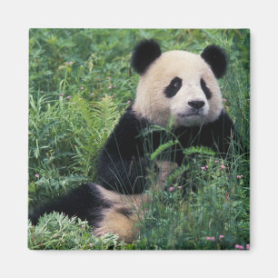 Imán Panda gigante en la hierba, Valle de Wolong, Sichu