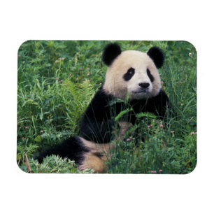 Imán Panda gigante en la hierba, Valle de Wolong, Sichu