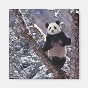 Imán Panda gigante parado en un árbol, Wolong, Sichuan,