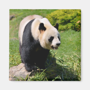 Imán Panda gigante sobre una piedra