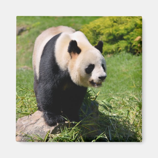 Imán Panda gigante sobre una piedra (Frente)