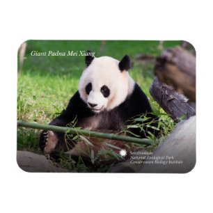 Imán Panda Mei Xiang
