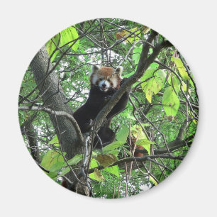 Imán Panda rojo