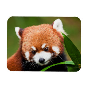 Imán Panda Rojo Adorable