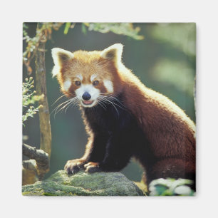 Imán Panda rojo Ailurus fulgens)