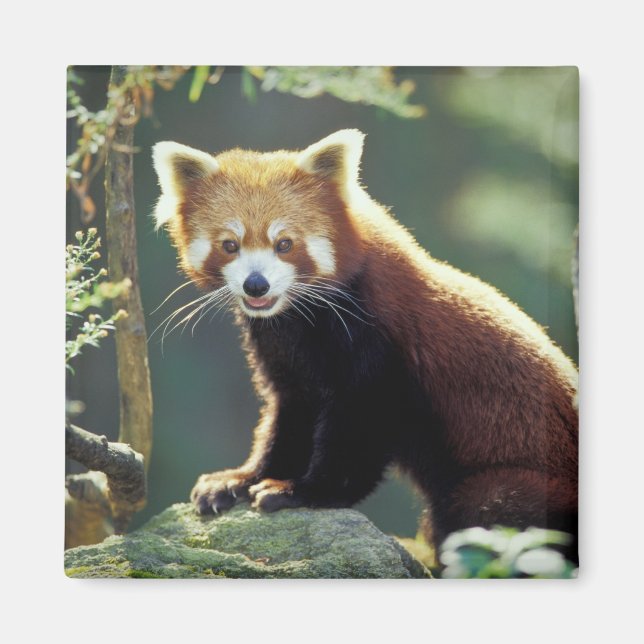 Imán Panda rojo Ailurus fulgens) (Frente)