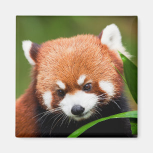 Imán Panda Rojo Lindo