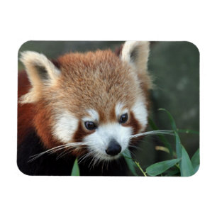 Imán Panda rojo, Taronga Zoo, Sydney, Australia