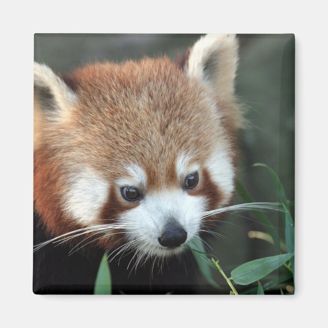 Imán Panda rojo, Taronga Zoo, Sydney, Australia (Frente)