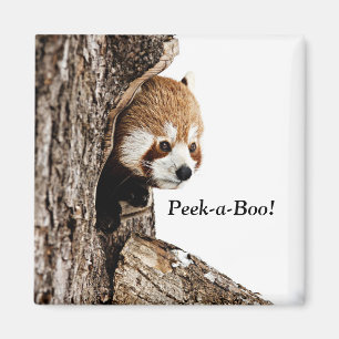 Imán Panda rojo tocando Peek-a-Boo!