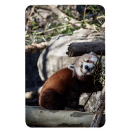 Imán Panda rojo y bambú