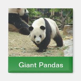 Imán Pandas gigantes