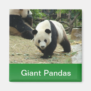 Imán Pandas gigantes