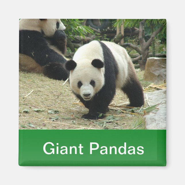 Imán Pandas gigantes (Frente)