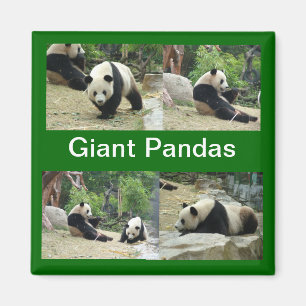 Imán pandas gigantes