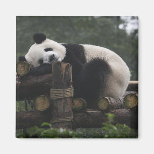 Imán Pandas gigantes en la gigantesca protección Panda