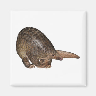 Imán Pangolin de Sunda