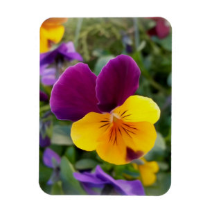 Imán Pansias brillantes