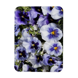 Imán Pansias púrpuras