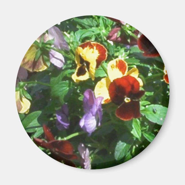 Imán Pansies (Frente)