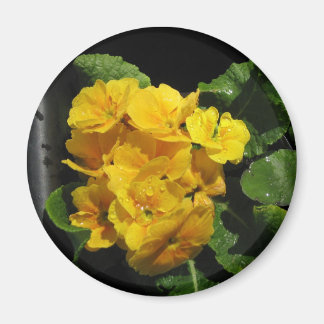 Imán Pansies amarillos