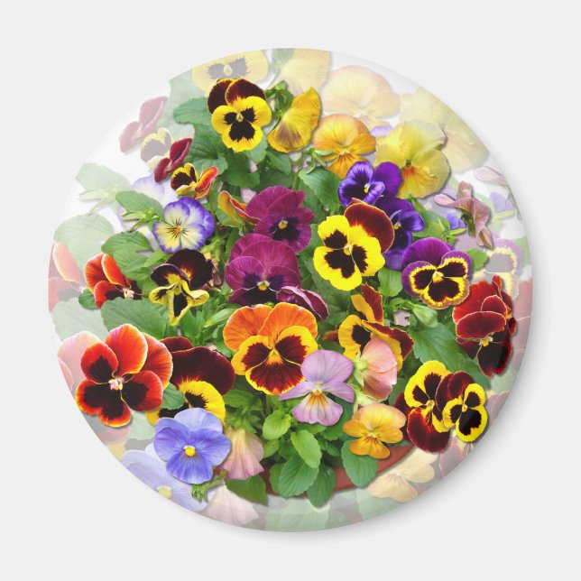Imán PANSY BEAUTY ~ Magnet (Frente)