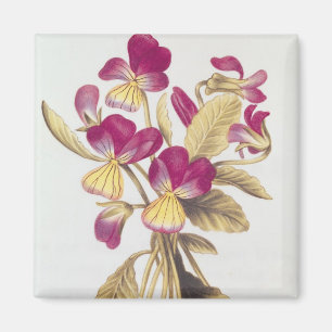 Imán Pansy, de 'La Guirlande de Julie', c.1642