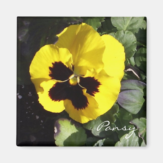 Imán Pansy Magnet (Frente)