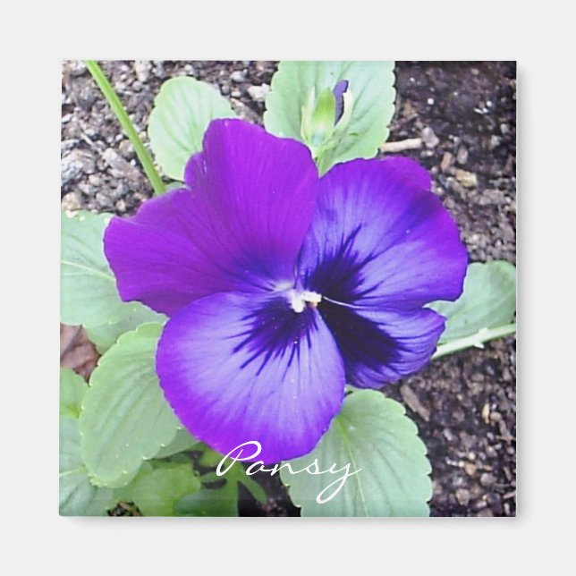 Imán Pansy Magnet (Frente)