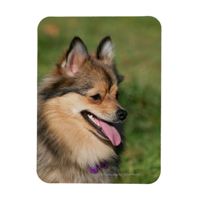 Imán Pantaje de la cabeza de Pomerania (Vertical)