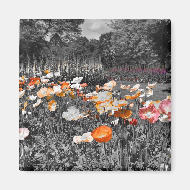 Imán Pantalla floral Ballarat Botandens Gardens (Frente)