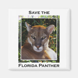Imán Pantera de la Florida