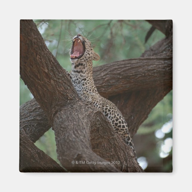 Imán Panther (Frente)